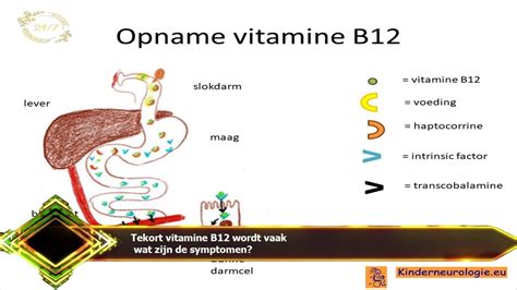 Tekort Vitamine B12 Wordt Vaak Wat Zijn De Symptomen Youtube