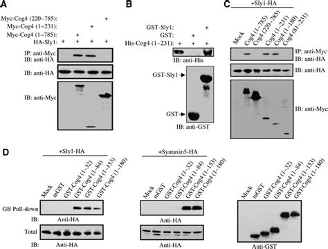 Direct Interaction Between The COG Complex And The SM Protein Sly1 Is