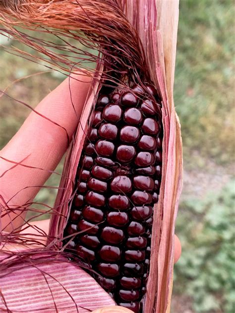 Double Red Sweet Corn Seeds Purple Husk Bloody Butcher Seneca Stalker