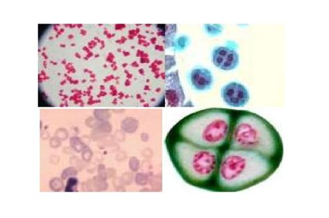 Module 2 Bacterial Cytology And Physiology