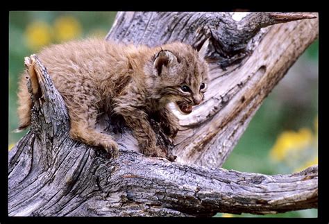 Tiny Bobcat Kitten Photograph By Larry Allan Fine Art America