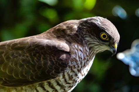 11 Different Types Of Hawks In Michigan Rkraftysprouts