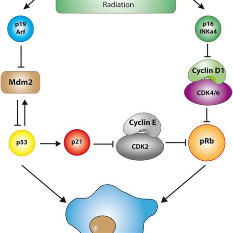 The P53 And Prb Pathways During Senescence Cellular Senescence Is