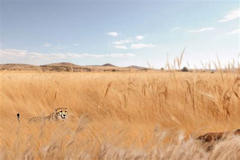 Cheetah hunting animal wildlife nature | Premium Photo - rawpixel