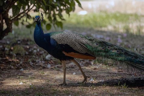 Premium Photo Peacock Walking In The Park Closeup