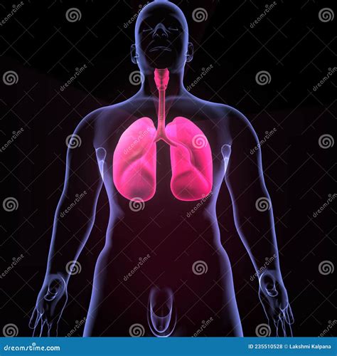 Male Anatomy Lungs Stock Illustration Illustration Of Lower