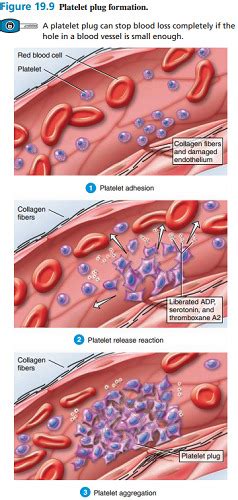 BIO121 Platelet Plug Formation flashcards | Quizlet