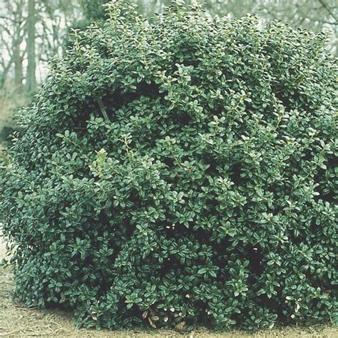 Dwarf Burford Holly Dwarf Burford Ilex Cornuta My Garden Life