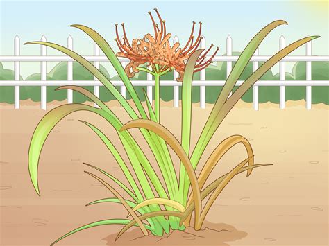 Easy Ways to Plant Spider Lily Bulbs (with Pictures) - wikiHow