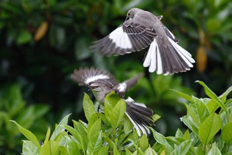 Bird Of The Week Northern Mockingbird St Louis Audubon Society