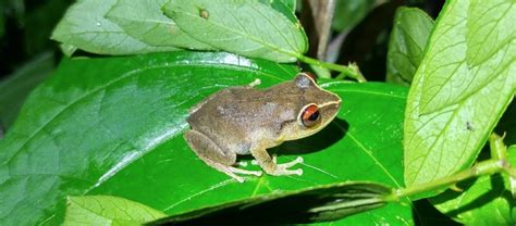 The Invasive Common Coquí Frog | Critter Science