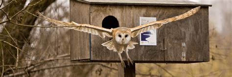 Barn Owl Cams - Live Video of Owls at the Port | Port of Stockton