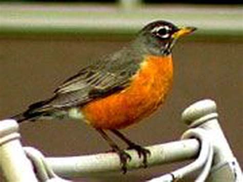 Why Robin Birds Collide With Windows Unraveling The Mystery Birds Of