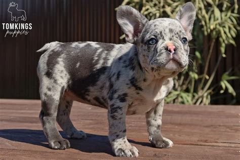 30 Rare And Standard French Bulldog Colors Tomkings Kennel