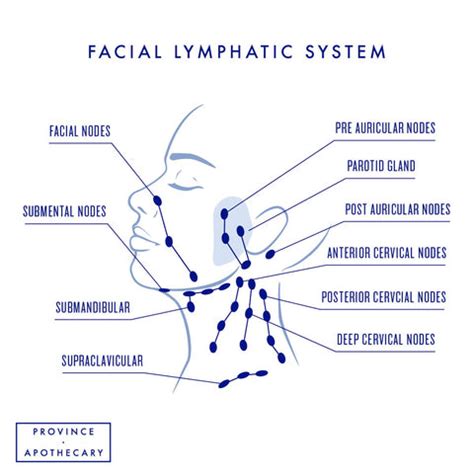 Neck Lymph Nodes Diagram - Wiring Diagram