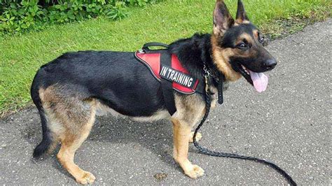 Are German Shepherds Used As Service Dogs