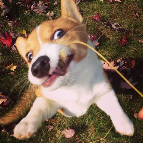 20 Corgi Pictures That Show Corgis Are The Best Dogs Ever