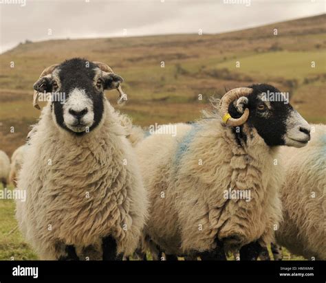 Swaledale Sheep Hi Res Stock Photography And Images Alamy