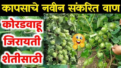 कोरडवाहू जिरायती राणासाठी कापसाचे वाण Kordvahu Jirayati Ranasatbi Kapus Biyane Cotton Seed