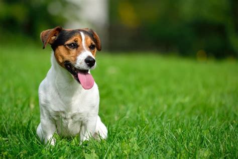 Luxating Patella In Dogs Great Pet Care