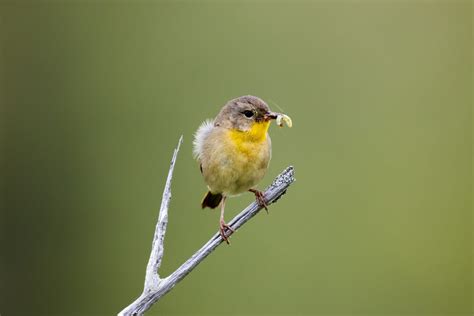 How To Attract Bug Eating Birds To Your Backyard Chirp Nature Center