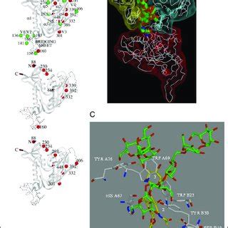 Mapping of the deleted glycosylation sites in GP120 of HIV-1 strains ... 