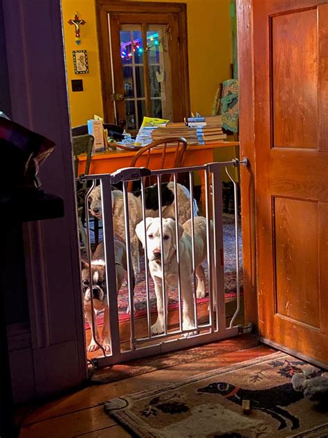 Three Dogs With A Reminder - Bedlam Farm