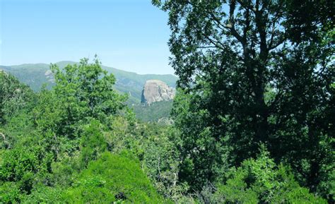 Driomio Il Piccolo Roditore Del Parco Dellaspromonte