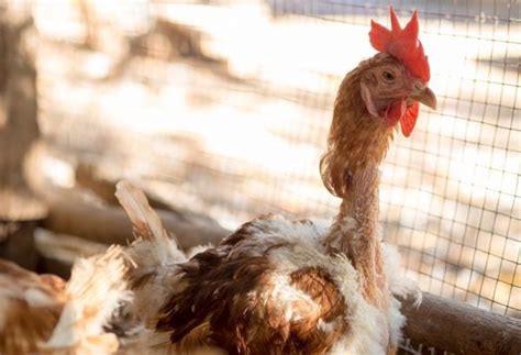The Naked Neck Chicken Breed Profile The Happy Chicken Coop