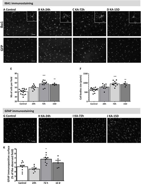 Time Dependent Microgliosis And Astrogliosis Following In Ka Induced