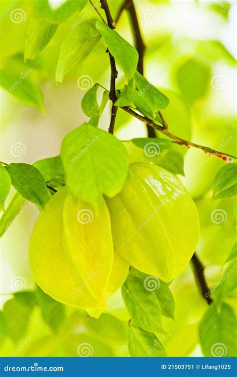 Carambola on the tree stock image. Image of tree, fruit - 21503751