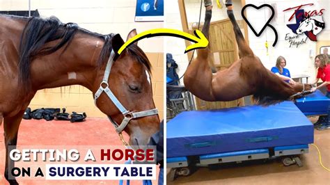 Getting A Horse On The Surgery Table Equine Surgery Youtube