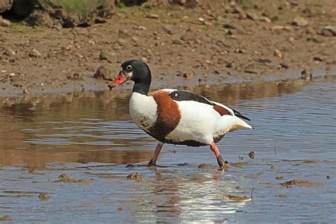 Monday Th April Cornwall Birds Cbwps