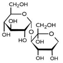 Solved You have an unknown disaccharide that you subject to | Chegg.com