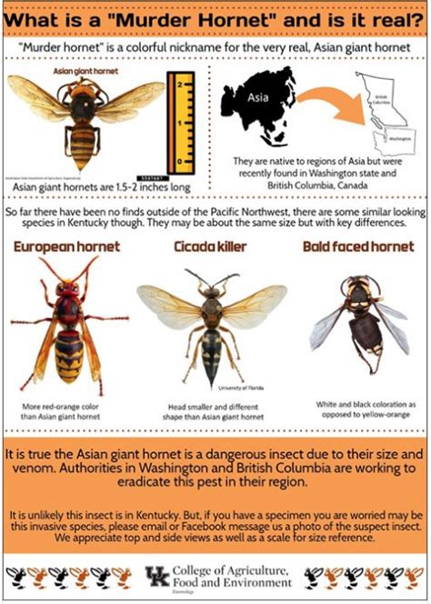 Hornet Size Comparison