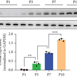 The Expression Of P Ink A Is Related To The Myocardial Regeneration