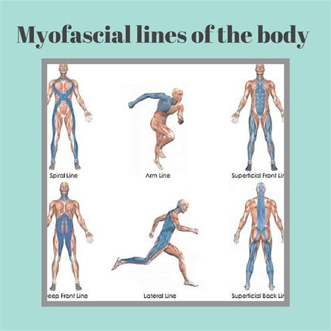 Myofascial Lines Archives In Balance Health