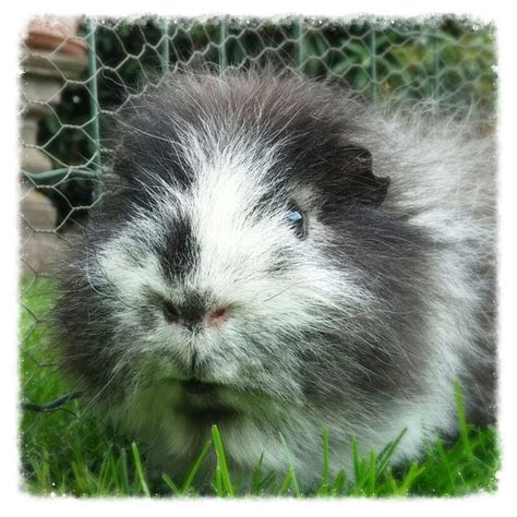 Joep Mijn Knappe En Vooral Superlieve Ch Teddy Cavia Beertje Guinea