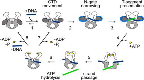 The Acidic C Terminal Tail Of The Gyra Subunit Moderates The Dna Supercoiling Activity Of