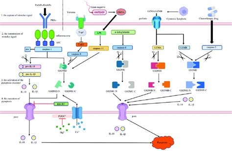 The Molecular Mechanisms Of Pyroptosis Both Canonical And