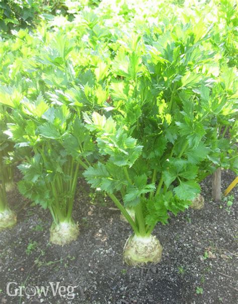 How To Grow Celeriac