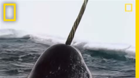 Narwhals National Geographic Youtube