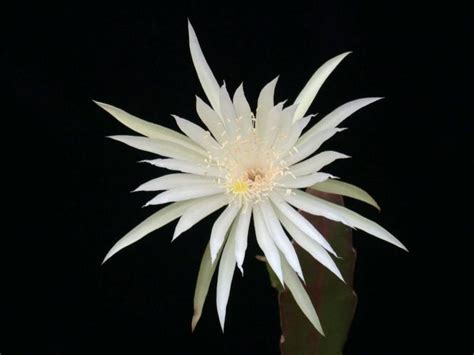 Kakteen Haage Epiphyllum Hookeri Strictum Online Kaufen