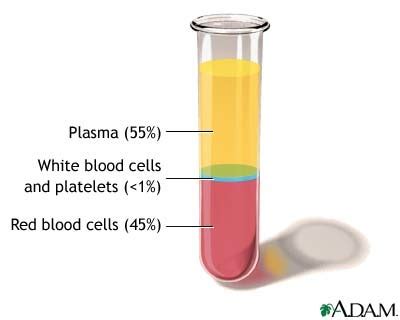 Anatomy Blood Unit Flashcards | Quizlet