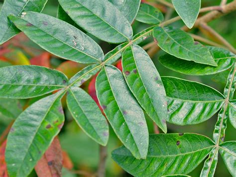 Winged Sumac Rhus Copallina