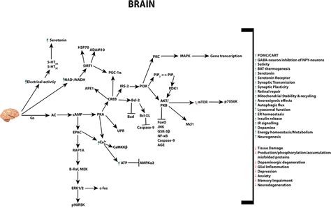 Frontiers Pleiotropic Effects Of Glp 1 And Analogs On Cell Signaling