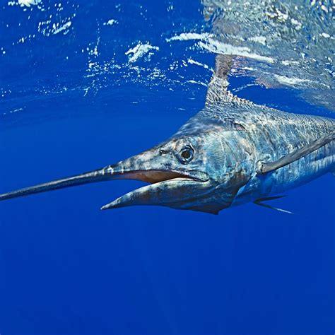 Atlantic Blue Marlin Wallpapers - Wallpaper Cave