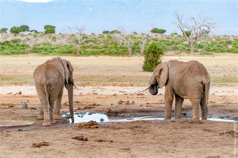 5 Tage Kenia Safari Diani Beach Tsavo Ost Amboseli Masai Mara