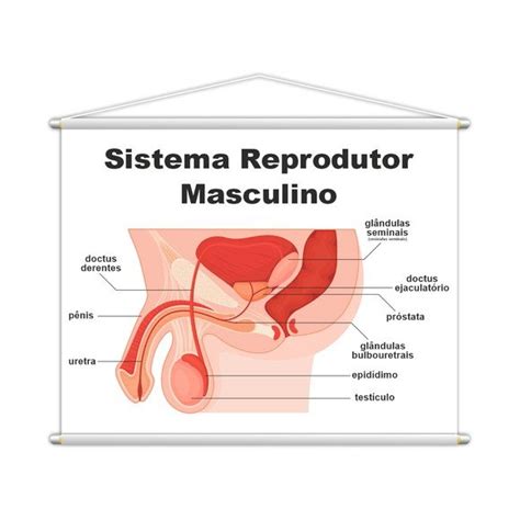 Sistema Reprodutor Masculino Banner Escolar 130x100cm Elo7