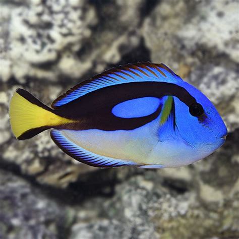 Regal Blue Tang Aj Aquatics Inc